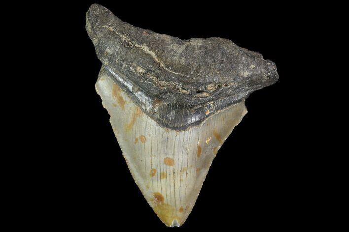Bargain, Fossil Megalodon Tooth - North Carolina #91676
